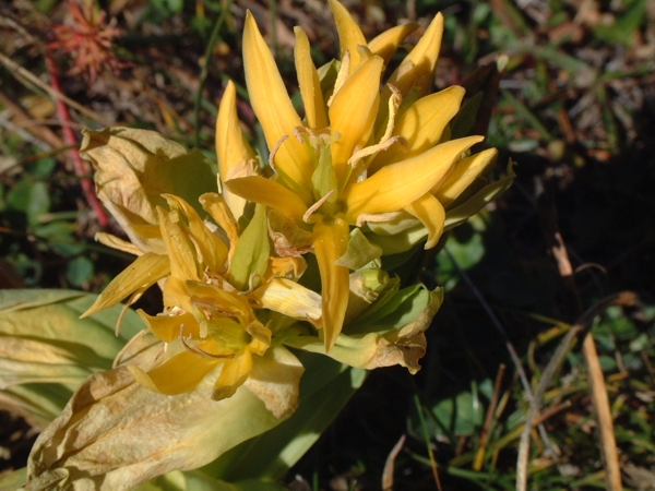 Gentiana lutea / Genziana maggiore